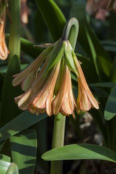 Cyrtanthus falcatus a South Africa burgundy red perennial bulbous flower plant commonly known as falcate fire lily