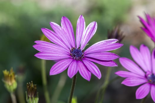 Osteospermum ecklonsis a South Africa violet purple flower plant commonly known as Cape marguerite