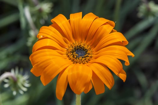 Arctotis acaulis South Africa flower plant commonly known as tufted arctotis or marigold