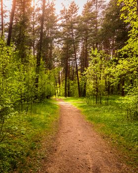 Spring pine forest in sunny weather with bushes with young green leaves glowing in the rays of the sun and a path that goes into the distance. Sunset or sunrise among the trees.