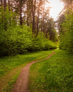 Spring pine forest in sunny weather with bushes with young green leaves glowing in the rays of the sun and a path that goes into the distance. Sunset or sunrise among the trees.