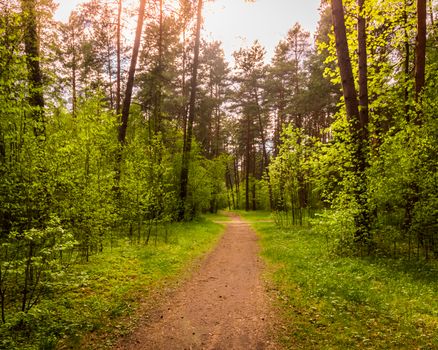 Spring pine forest in sunny weather with bushes with young green leaves glowing in the rays of the sun and a path that goes into the distance. Sunset or sunrise among the trees.