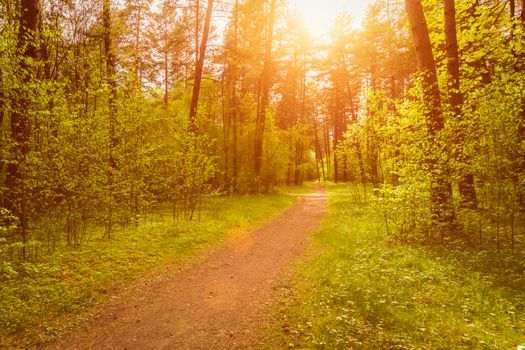 Spring pine forest in sunny weather with bushes with young green leaves glowing in the rays of the sun and a path that goes into the distance. Sunset or sunrise among the trees.