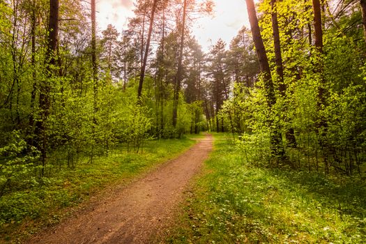 Spring pine forest in sunny weather with bushes with young green leaves glowing in the rays of the sun and a path that goes into the distance. Sunset or sunrise among the trees.