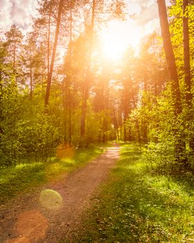 Spring pine forest in sunny weather with bushes with young green leaves glowing in the rays of the sun and a path that goes into the distance. Sunset or sunrise among the trees.