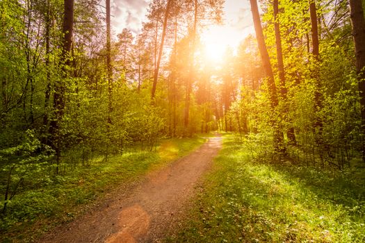 Spring pine forest in sunny weather with bushes with young green leaves glowing in the rays of the sun and a path that goes into the distance. Sunset or sunrise among the trees.