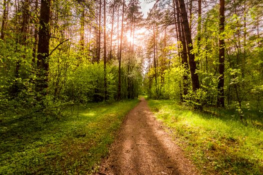 Spring pine forest in sunny weather with bushes with young green leaves glowing in the rays of the sun and a path that goes into the distance. Sunset or sunrise among the trees.