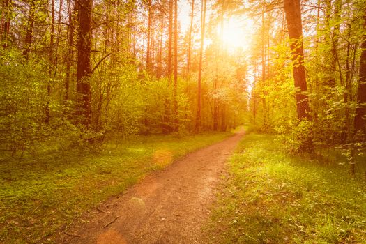 Spring pine forest in sunny weather with bushes with young green leaves glowing in the rays of the sun and a path that goes into the distance. Sunset or sunrise among the trees.