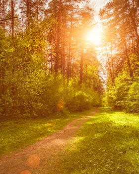 Spring pine forest in sunny weather with bushes with young green leaves glowing in the rays of the sun and a path that goes into the distance. Sunset or sunrise among the trees.