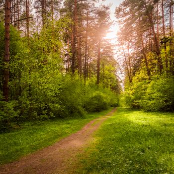 Spring pine forest in sunny weather with bushes with young green leaves glowing in the rays of the sun and a path that goes into the distance. Sunset or sunrise among the trees.