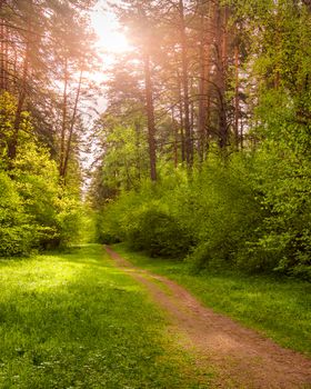 Spring pine forest in sunny weather with bushes with young green leaves glowing in the rays of the sun and a path that goes into the distance. Sunset or sunrise among the trees.