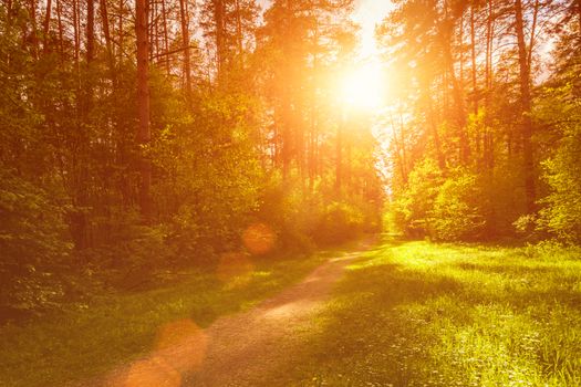 Spring pine forest in sunny weather with bushes with young green leaves glowing in the rays of the sun and a path that goes into the distance. Sunset or sunrise among the trees.