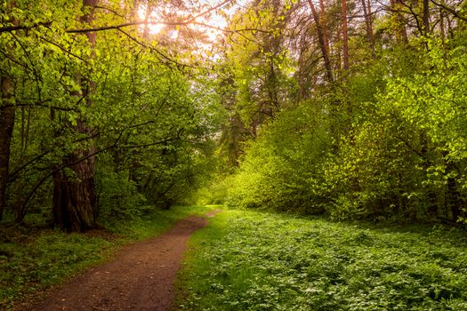 Spring pine forest in sunny weather with bushes with young green leaves glowing in the rays of the sun and a path that goes into the distance. Sunset or sunrise among the trees.