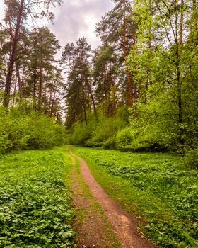 Spring pine forest in cloudy weather with bushes with young green foliage and a path that goes into the distance.