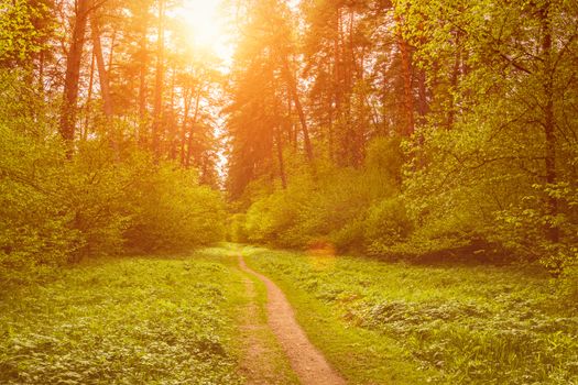 Spring pine forest in sunny weather with bushes with young green leaves glowing in the rays of the sun and a path that goes into the distance. Sunset or sunrise among the trees.