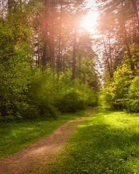 Spring pine forest in sunny weather with bushes with young green leaves glowing in the rays of the sun and a path that goes into the distance. Sunset or sunrise among the trees.