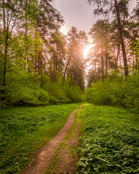 Spring pine forest in sunny weather with bushes with young green leaves glowing in the rays of the sun and a path that goes into the distance. Sunset or sunrise among the trees.