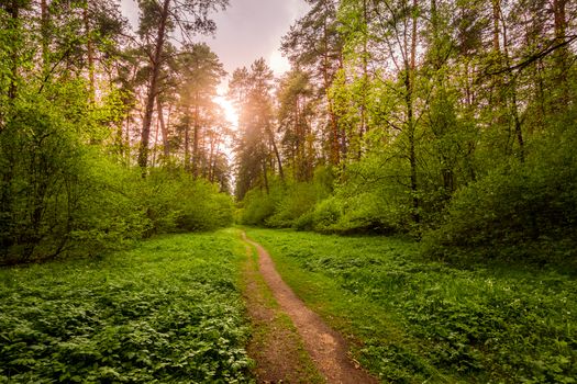 Spring pine forest in sunny weather with bushes with young green leaves glowing in the rays of the sun and a path that goes into the distance. Sunset or sunrise among the trees.