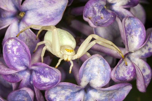 White crab spider which waits in ambush to catch its prey