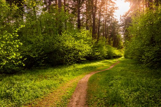 Spring pine forest in sunny weather with bushes with young green leaves glowing in the rays of the sun and a path that goes into the distance. Sunset or sunrise among the trees.