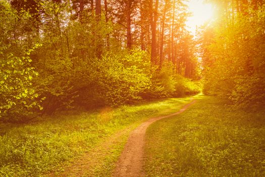 Spring pine forest in sunny weather with bushes with young green leaves glowing in the rays of the sun and a path that goes into the distance. Sunset or sunrise among the trees.