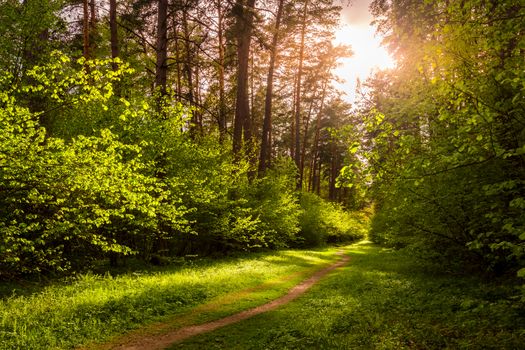 Spring pine forest in sunny weather with bushes with young green leaves glowing in the rays of the sun and a path that goes into the distance. Sunset or sunrise among the trees.