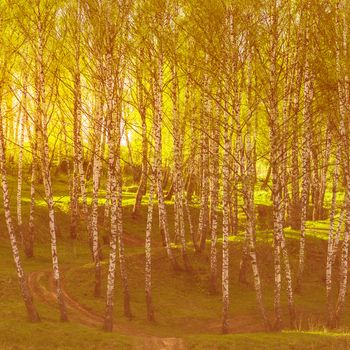 Sunset or dawn in a spring birch forest with bright young foliage glowing in the rays of the sun and shadows from trees.