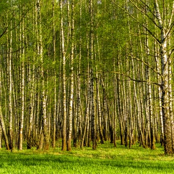 Sunset or dawn in a spring birch forest with bright young foliage glowing in the rays of the sun and shadows from trees.