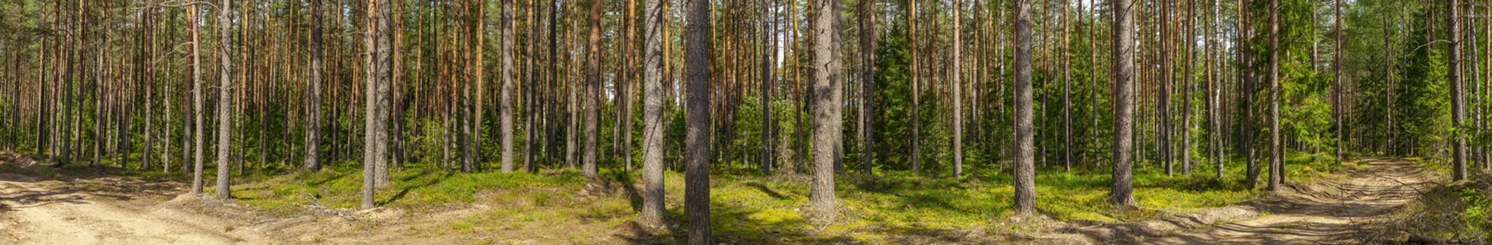 Panorama of summer pine forest