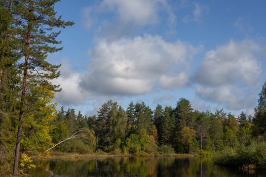 Summer view of river in the forest