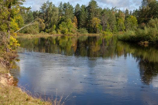 Summer view of river in the forest