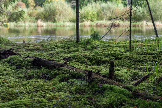 Summer green pine forest nearby the river