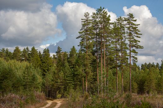 Pine forest and a sandy road in summer