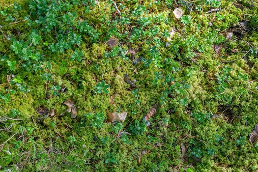Cowberry bushes in the glade of forest with moss