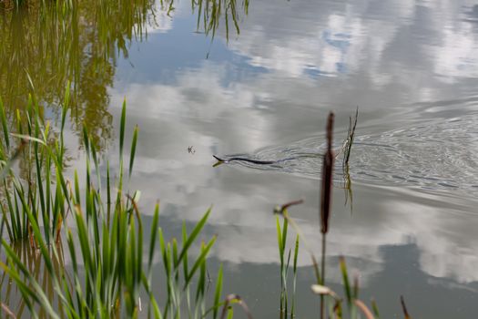 Water snake floating to the shore of the lake