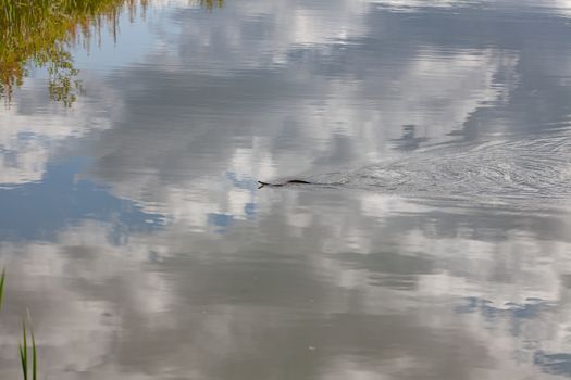 Water snake floating in the lake in summer