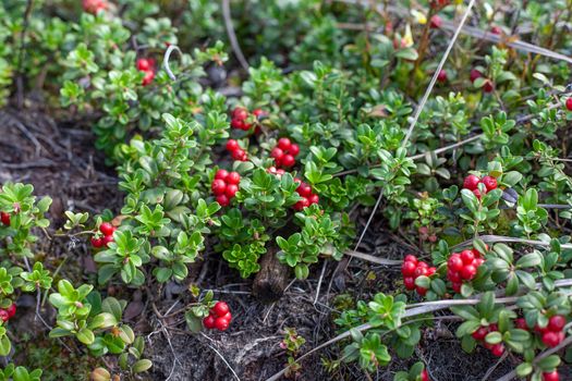 Cowberry bushes in the glade of forest with berries