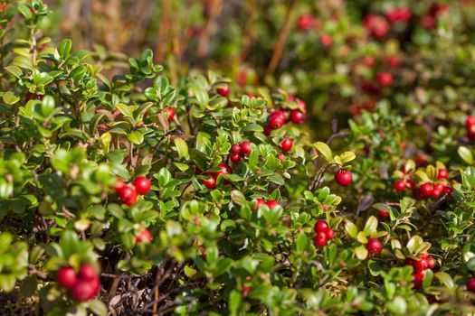 Cowberry bushes in the glade of forest with berries