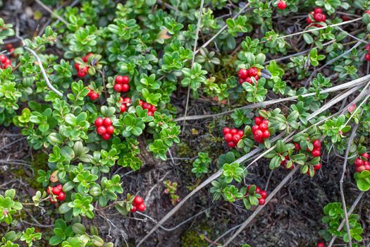 Cowberry bushes in the glade of forest with berries