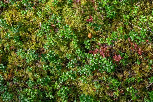 Cowberry bushes in the glade of forest with moss