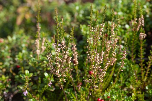 Heather bushes in the glade of cowberry