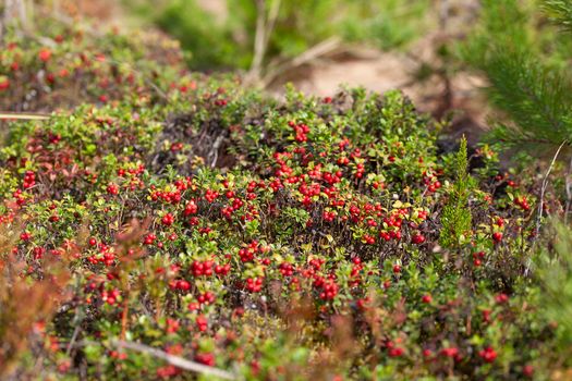 Cowberry bushes in the glade of forest with berries