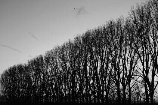 landscape monochrome trees silhouette mystic nature bw art 