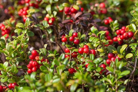 Cowberry bushes in the glade of forest with berries