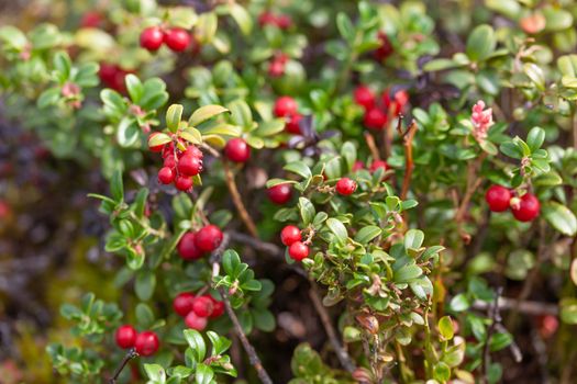 Cowberry bushes in the glade of forest with berries