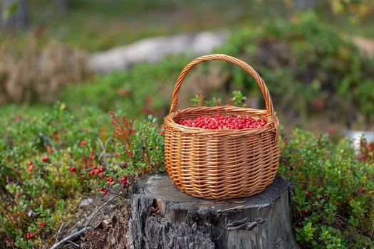 Basket of cranberries on the stump in the forest glade