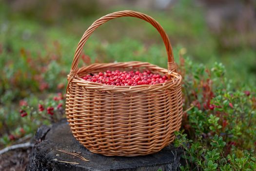Basket of cranberries on the stump in the forest glade