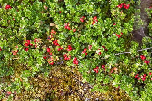 Cowberry bushes in the glade of forest with berries
