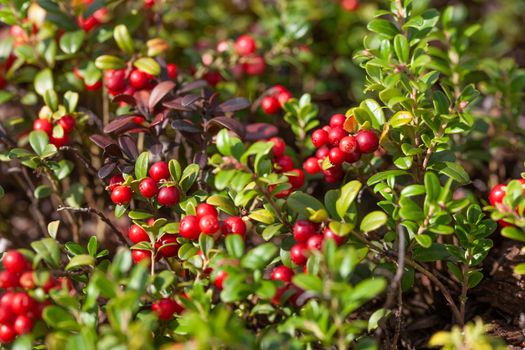 Cowberry bushes in the glade of forest with berries