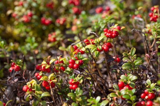 Cowberry bushes in the glade of forest with berries